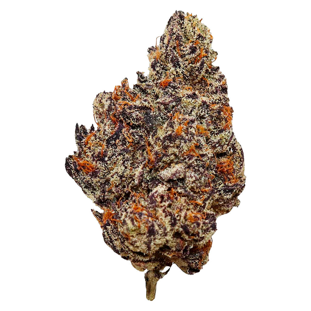 Purple Houdini - 