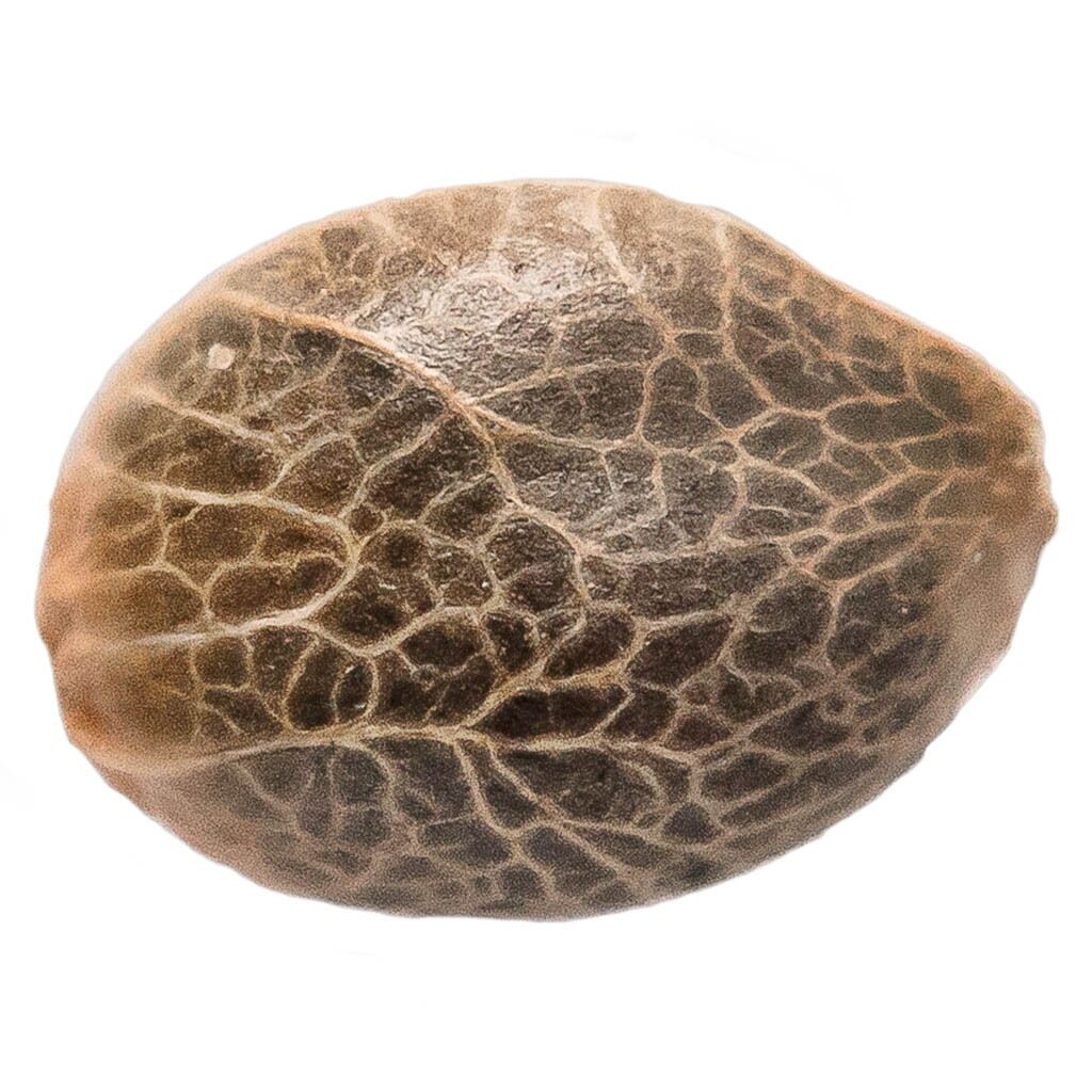 Semences Bubba Kush - 
