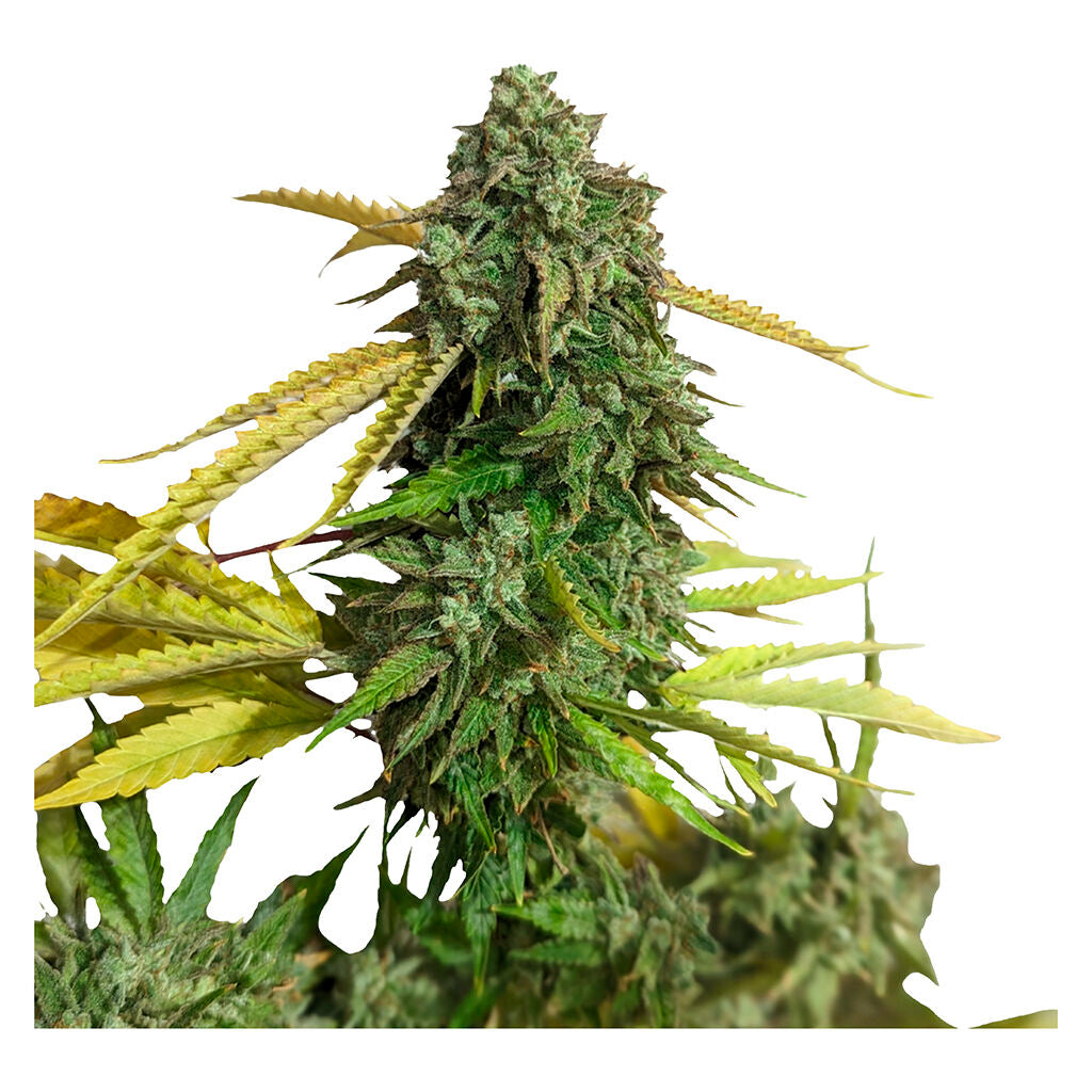 OG Kush - 