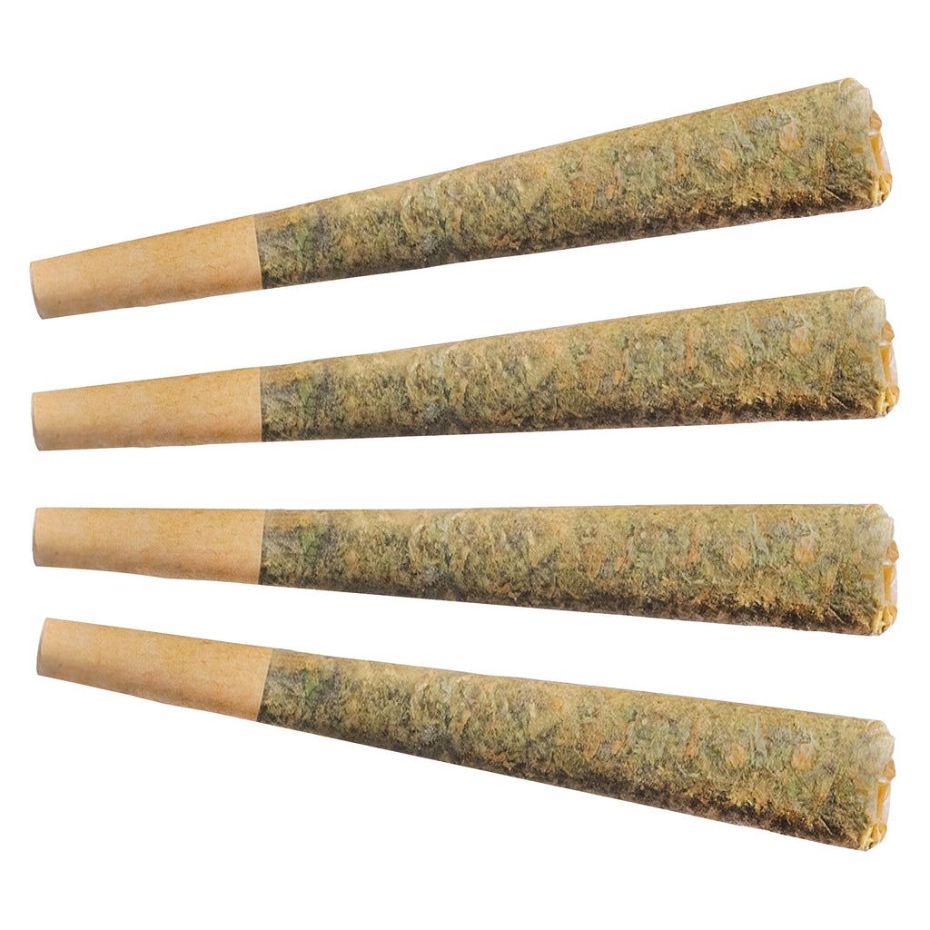 Préroulé Night Rider Indica - 