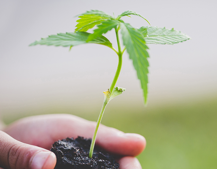 What’s Changed After Five Years of Legal Cannabis in Canada?