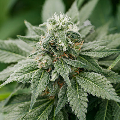 PURE SUNFARMS en 3
