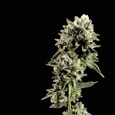 Tantalus Labs Brand Page fr 1