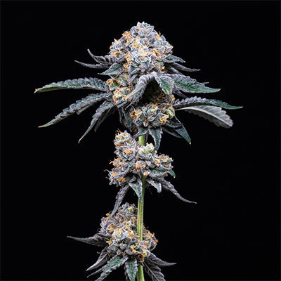 Cookies fr 1