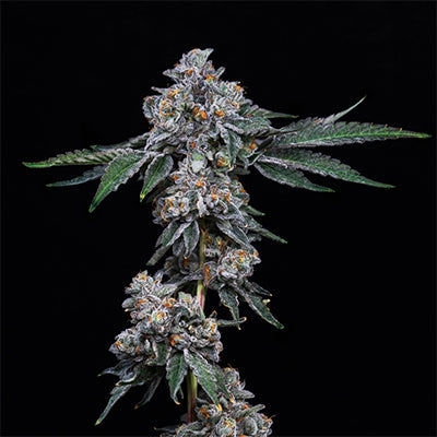Cookies fr 2