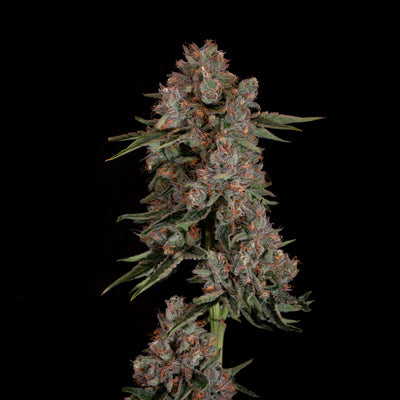 Cookies fr 5