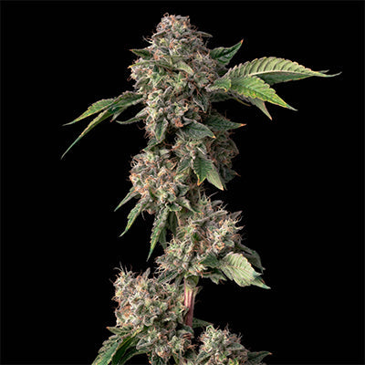 Cookies fr 3