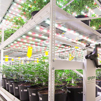 Reef Organic en 2