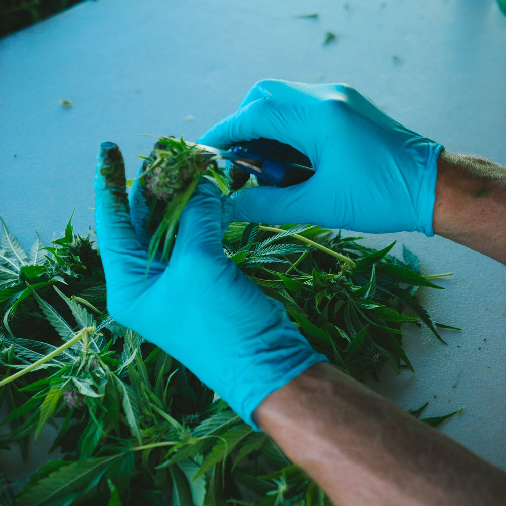 Good Buds en 6