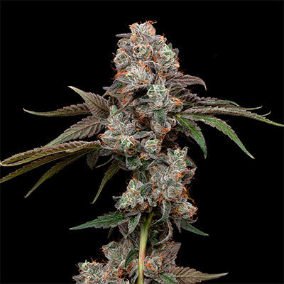 Cookies fr 4