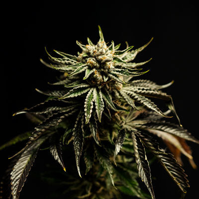 Broken Coast Brand Page en 1