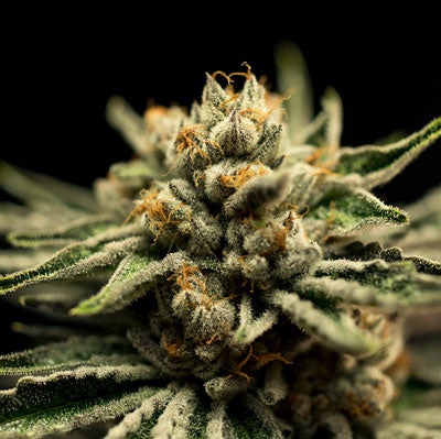 Broken Coast Brand Page en 2